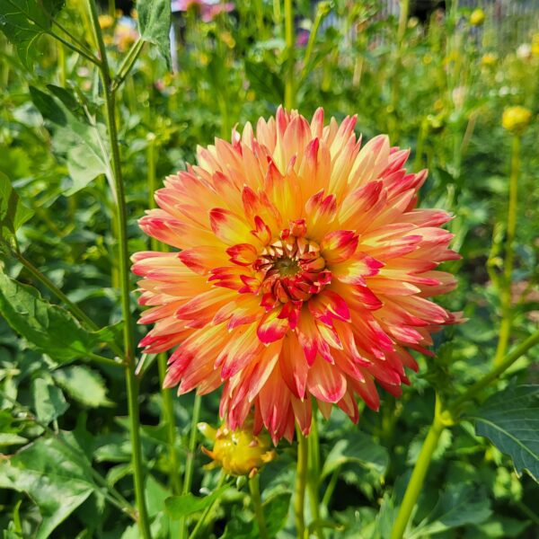 Collection de Dahlias - Le jardin de Pauline 85 | Coex en Vendée