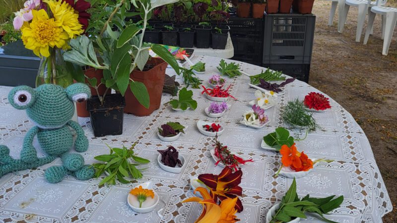 Visite et dégustation de fleurs comestibles - le jardin de Pauline en Vendée